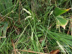 Carex makinoensis