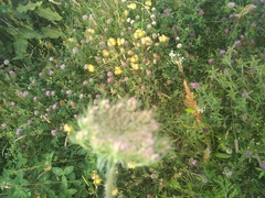 Daucus