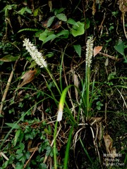 Carex makinoensis