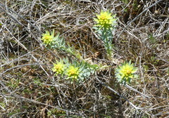 Euphorbia seguieriana