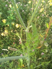 Daucus