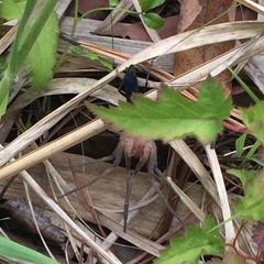 Anoplius samariensis