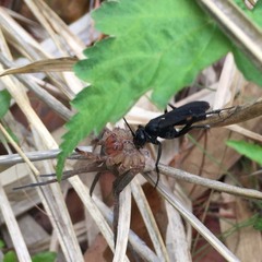 Anoplius samariensis