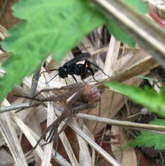 Anoplius samariensis