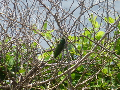 Chrysodema lewisii
