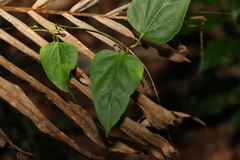Leichhardtia longiloba