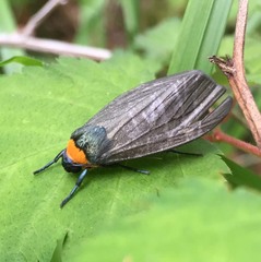 Macrobrochis staudingeri