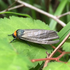 Macrobrochis staudingeri