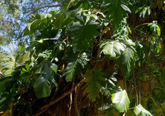 Philodendron lacerum