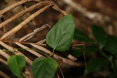 Leichhardtia longiloba