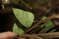 Leichhardtia longiloba