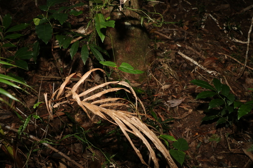 Image of Leichhardtia longiloba by (c) Greg Tasney, some rights reserved (CC BY-SA)