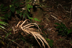 Leichhardtia longiloba
