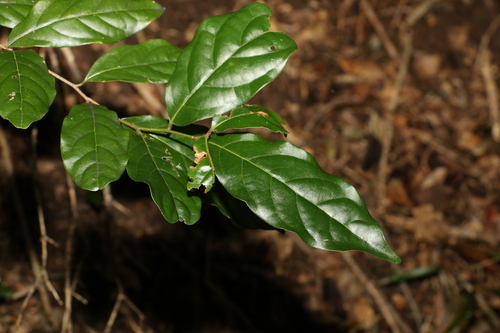 Image of Endiandra mulleri by (c) Greg Tasney, some rights reserved (CC BY-SA)