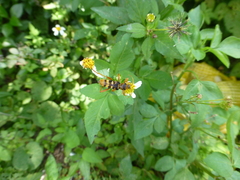 Chlorophorus quinquefasciatus