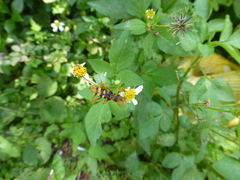 Chlorophorus quinquefasciatus