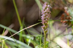 Neotinea maculata