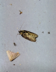 Dilophothripa chrysorrhaea