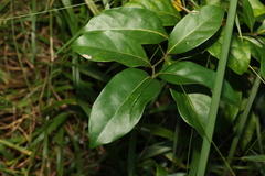 Cryptocarya foetida