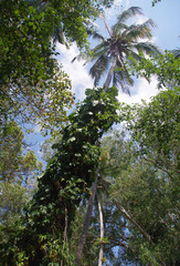 Philodendron lacerum