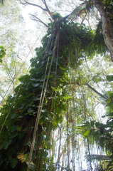 Philodendron lacerum