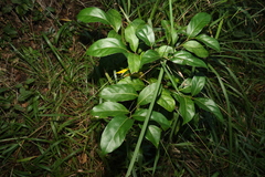 Cryptocarya foetida
