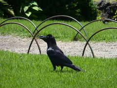Corvus macrorhynchos japonensis