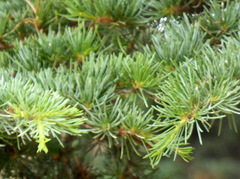 Abies alba