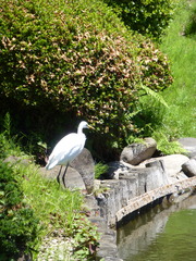 Ardea alba