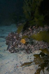 Brachaluteres jacksonianus