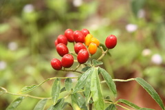 Micromelum minutum