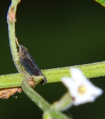 Scaphytopius loricatus