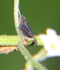 Scaphytopius loricatus