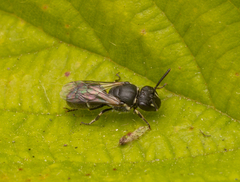 Hylaeus hyalinatus