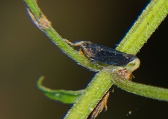 Scaphytopius loricatus