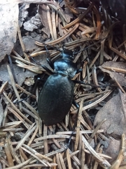 Morphocarabus