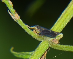 Scaphytopius loricatus
