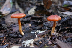 Cortinarius austrocinnabarinus