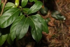 Cryptocarya foetida