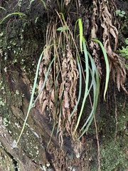 Haplopteris flexuosa