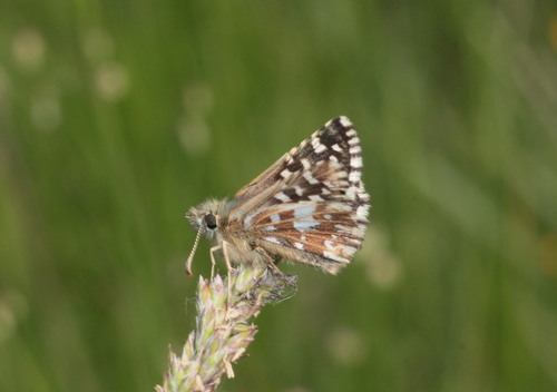 Southern Grizzled Skipper