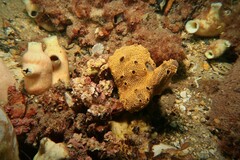 Austrodromidia octodentata