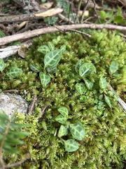 Pyrola alboreticulata