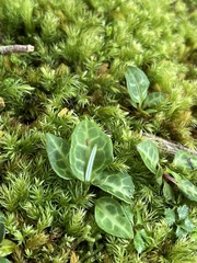 Pyrola alboreticulata