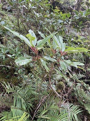 Daphniphyllum himalaense