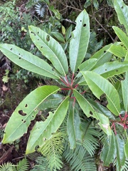 Daphniphyllum himalaense