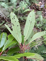 Daphniphyllum himalaense