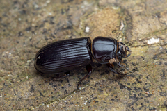 Aulacocyclus