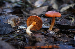 Cortinarius austrocinnabarinus