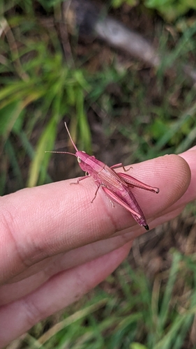 koník fialovonohý (Chrysochraon dispar)